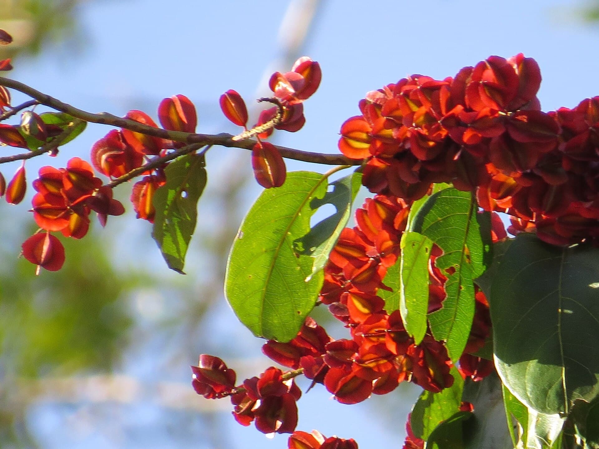 Frutos imaturos de “Escova de macaco” Combretum fruticosum Combretaceae Liana semilenhosa trepadeira 03
