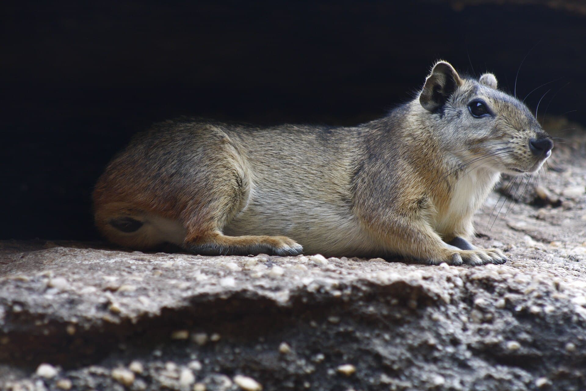 Mocó (Kerodon rupestris) no Parque Nacional da Serra da Capivara